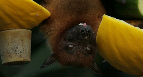 Studi sulla Biodiversit in Ambienti Estremi: Scoperta di Microrganismi Protettivi per i Pipistrelli